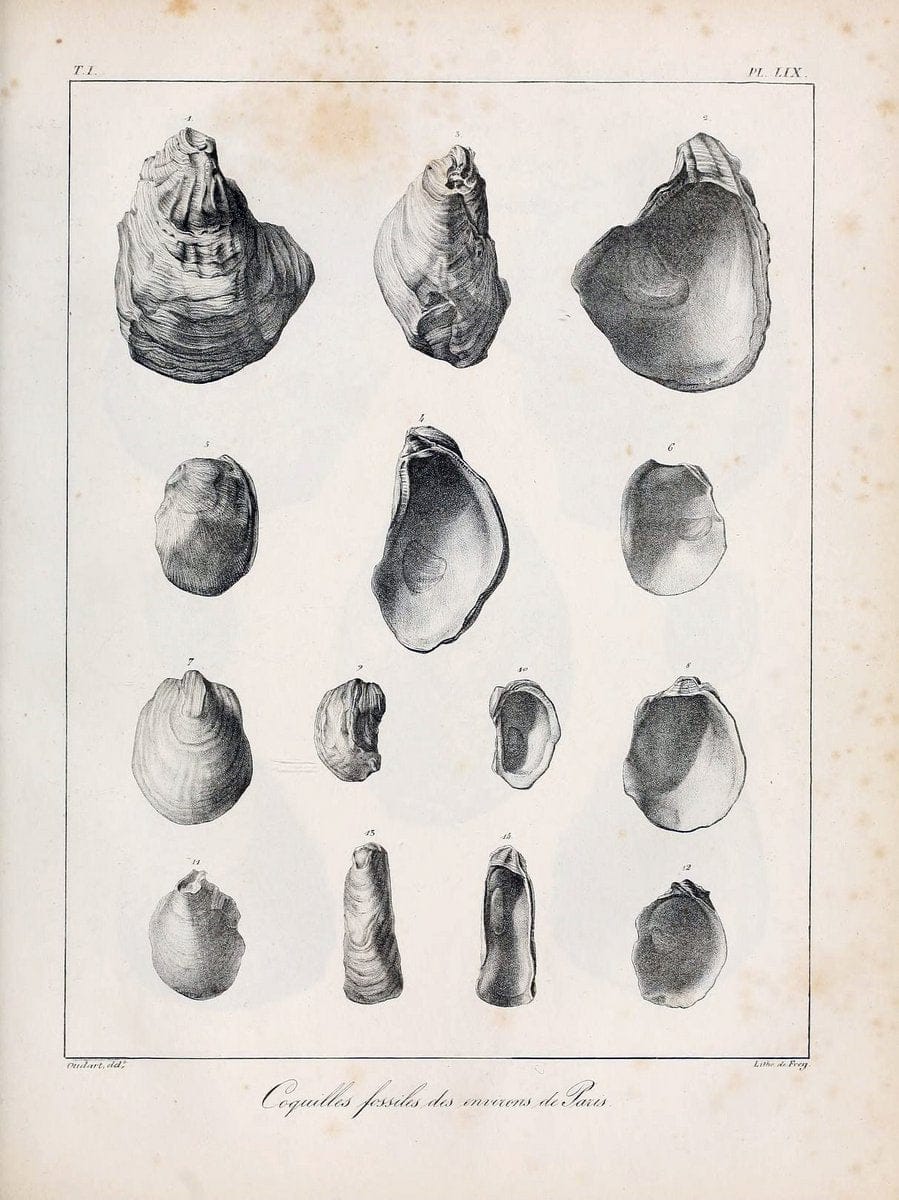 Description des coquilles fossiles des environs de Paris/.Paris:L'auteur, chez Bechet jeune [etc.]1824-[1837]. |  | Vintage Print Reproduction 467971