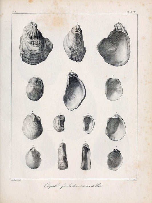Description des coquilles fossiles des environs de Paris/.Paris:L'auteur, chez Bechet jeune [etc.]1824-[1837]. |  | Vintage Print Reproduction 467971