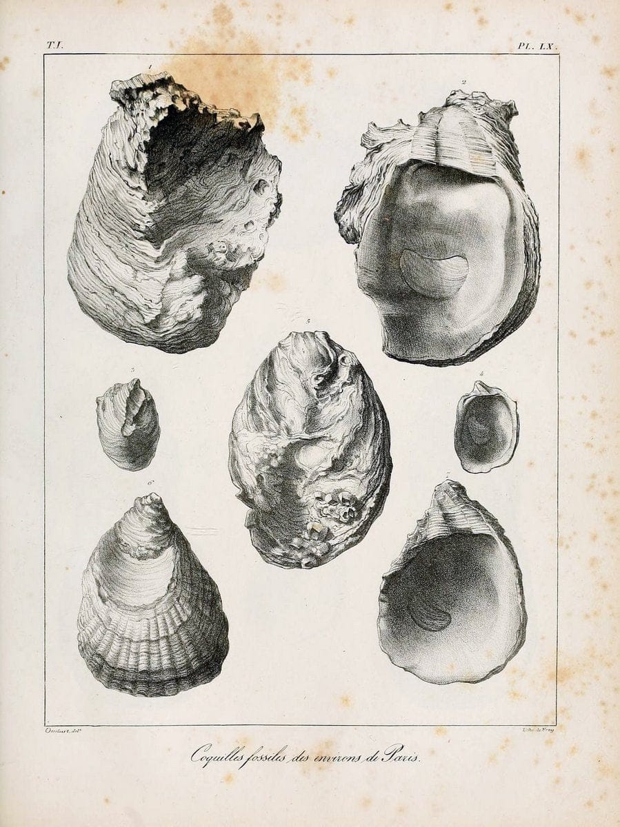 Description des coquilles fossiles des environs de Paris/.Paris:L'auteur, chez Bechet jeune [etc.]1824-[1837]. |  | Vintage Print Reproduction 467972