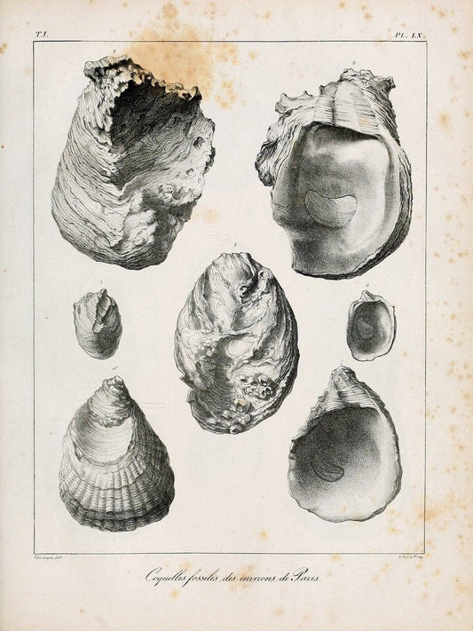 Description des coquilles fossiles des environs de Paris/.Paris:L'auteur, chez Bechet jeune [etc.]1824-[1837]. |  | Vintage Print Reproduction 467972