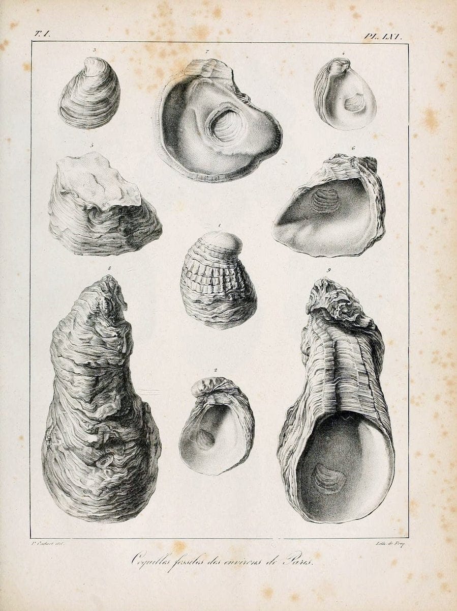 Description des coquilles fossiles des environs de Paris/.Paris:L'auteur, chez Bechet jeune [etc.]1824-[1837]. |  | Vintage Print Reproduction 467973