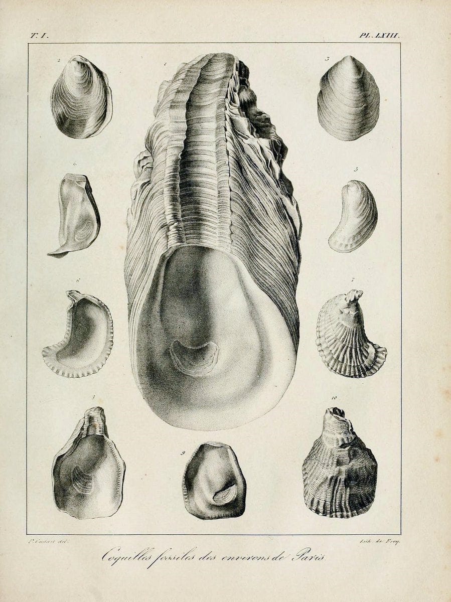 Description des coquilles fossiles des environs de Paris/.Paris:L'auteur, chez Bechet jeune [etc.]1824-[1837]. |  | Vintage Print Reproduction 467975