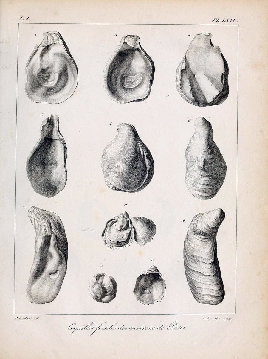 Description des coquilles fossiles des environs de Paris/.Paris:L'auteur, chez Bechet jeune [etc.]1824-[1837]. |  | Vintage Print Reproduction 467976
