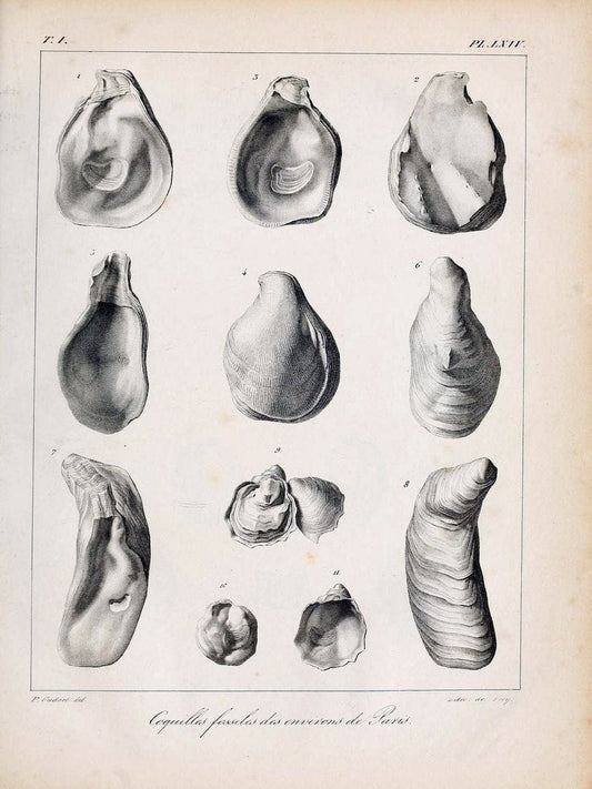 Description des coquilles fossiles des environs de Paris/.Paris:L'auteur, chez Bechet jeune [etc.]1824-[1837]. |  | Vintage Print Reproduction 467976