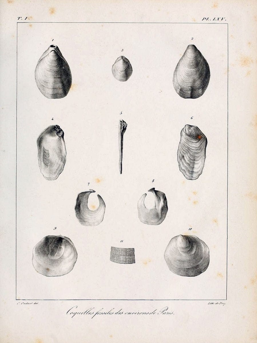 Description des coquilles fossiles des environs de Paris/.Paris:L'auteur, chez Bechet jeune [etc.]1824-[1837]. |  | Vintage Print Reproduction 467977
