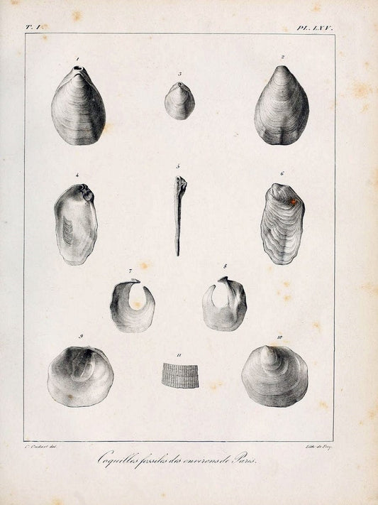 Description des coquilles fossiles des environs de Paris/.Paris:L'auteur, chez Bechet jeune [etc.]1824-[1837]. |  | Vintage Print Reproduction 467977