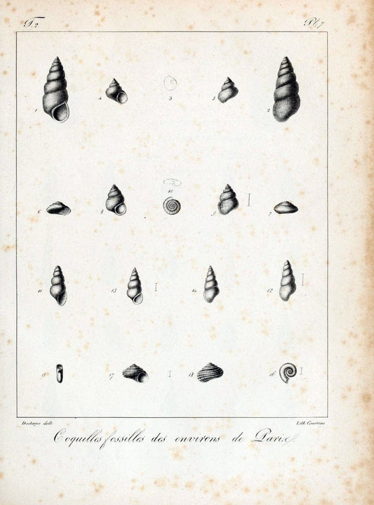 Description des coquilles fossiles des environs de Paris/.Paris:L'auteur, chez Bechet jeune [etc.]1824-[1837]. |  | Vintage Print Reproduction 467978