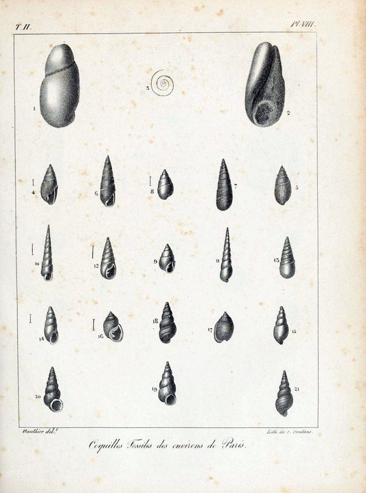 Description des coquilles fossiles des environs de Paris/.Paris:L'auteur, chez Bechet jeune [etc.]1824-[1837]. |  | Vintage Print Reproduction 467979