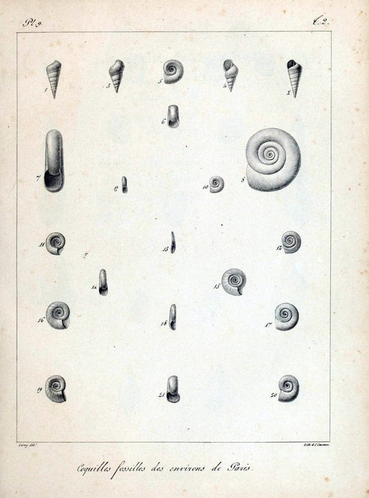 Description des coquilles fossiles des environs de Paris/.Paris:L'auteur, chez Bechet jeune [etc.]1824-[1837]. |  | Vintage Print Reproduction 467980