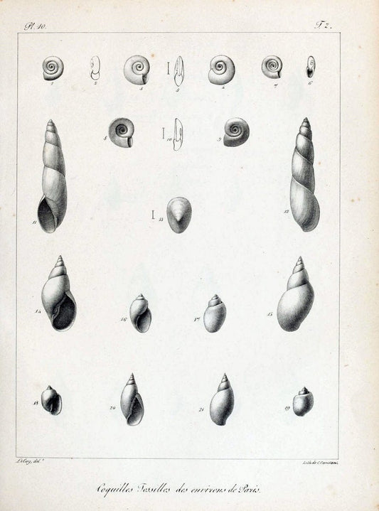Description des coquilles fossiles des environs de Paris/.Paris:L'auteur, chez Bechet jeune [etc.]1824-[1837]. |  | Vintage Print Reproduction 467981
