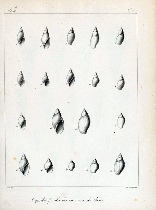 Description des coquilles fossiles des environs de Paris/.Paris:L'auteur, chez Bechet jeune [etc.]1824-[1837]. |  | Vintage Print Reproduction 467982