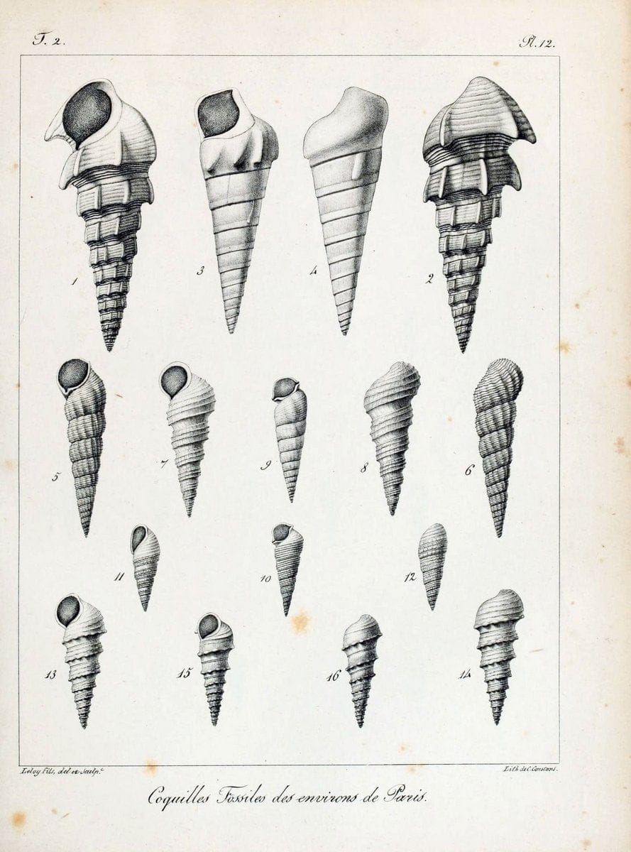 Description des coquilles fossiles des environs de Paris/.Paris:L'auteur, chez Bechet jeune [etc.]1824-[1837]. |  | Vintage Print Reproduction 467983