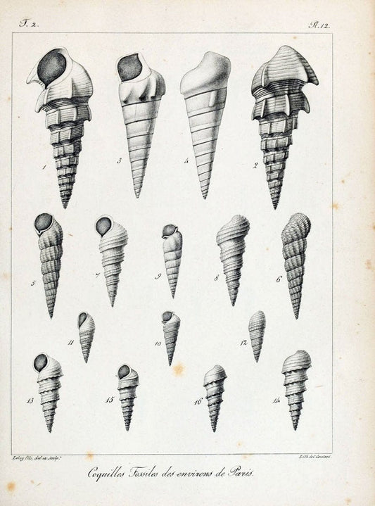 Description des coquilles fossiles des environs de Paris/.Paris:L'auteur, chez Bechet jeune [etc.]1824-[1837]. |  | Vintage Print Reproduction 467983