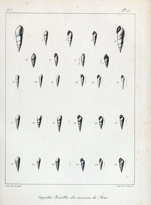 Description des coquilles fossiles des environs de Paris/.Paris:L'auteur, chez Bechet jeune [etc.]1824-[1837]. |  | Vintage Print Reproduction 467984