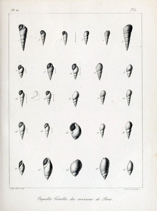 Description des coquilles fossiles des environs de Paris/.Paris:L'auteur, chez Bechet jeune [etc.]1824-[1837]. |  | Vintage Print Reproduction 467985