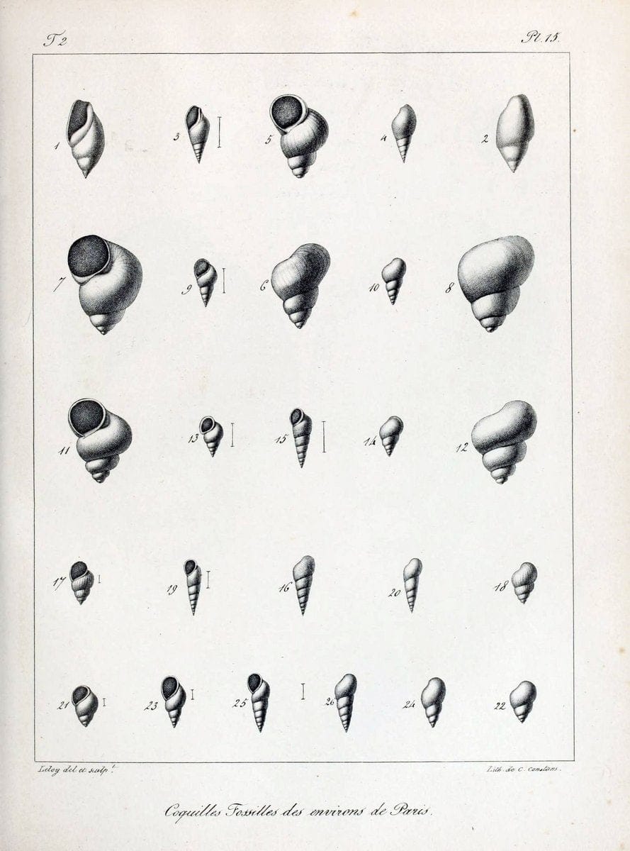 Description des coquilles fossiles des environs de Paris/.Paris:L'auteur, chez Bechet jeune [etc.]1824-[1837]. |  | Vintage Print Reproduction 467986
