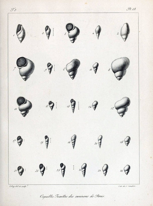 Description des coquilles fossiles des environs de Paris/.Paris:L'auteur, chez Bechet jeune [etc.]1824-[1837]. |  | Vintage Print Reproduction 467986