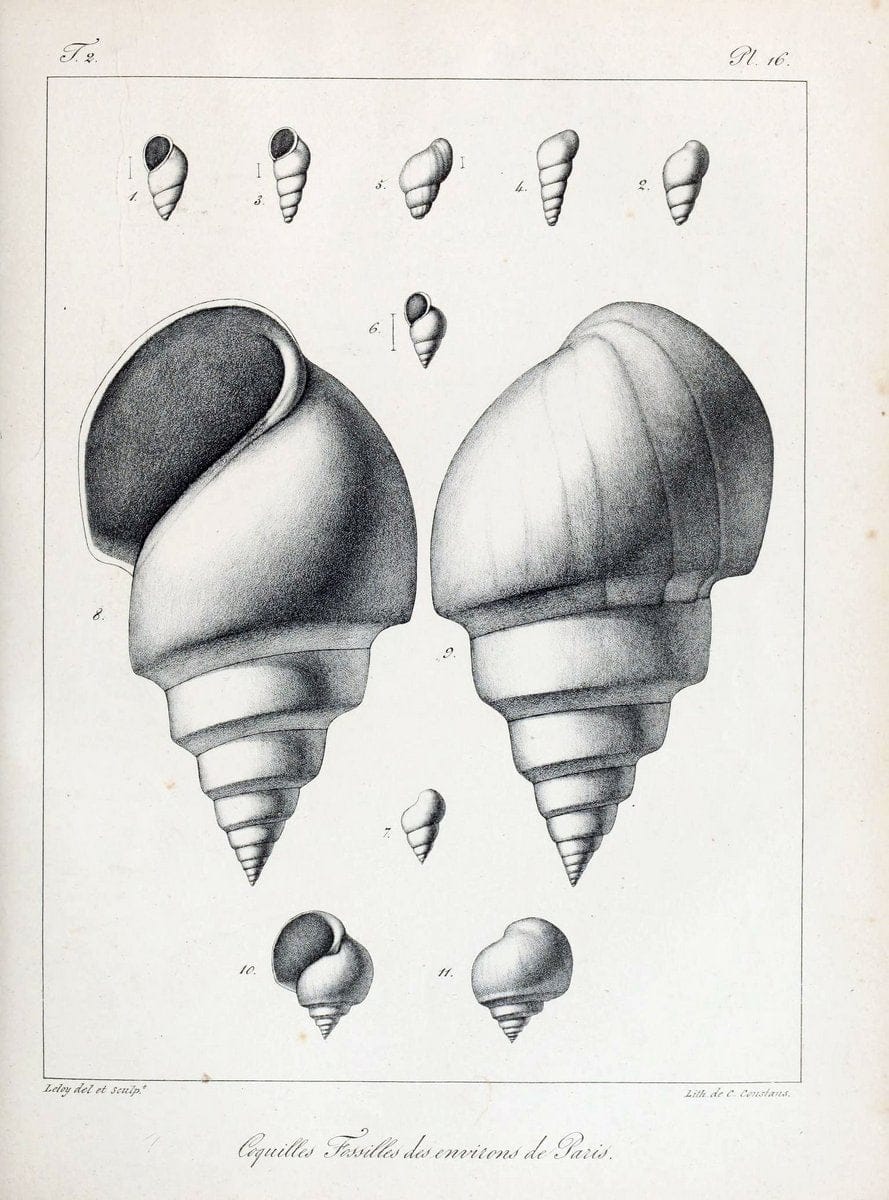 Description des coquilles fossiles des environs de Paris/.Paris:L'auteur, chez Bechet jeune [etc.]1824-[1837]. |  | Vintage Print Reproduction 467987