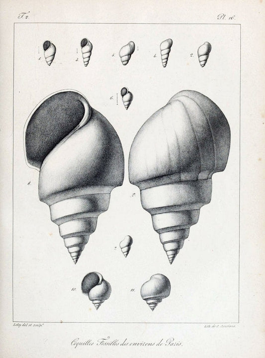 Description des coquilles fossiles des environs de Paris/.Paris:L'auteur, chez Bechet jeune [etc.]1824-[1837]. |  | Vintage Print Reproduction 467987