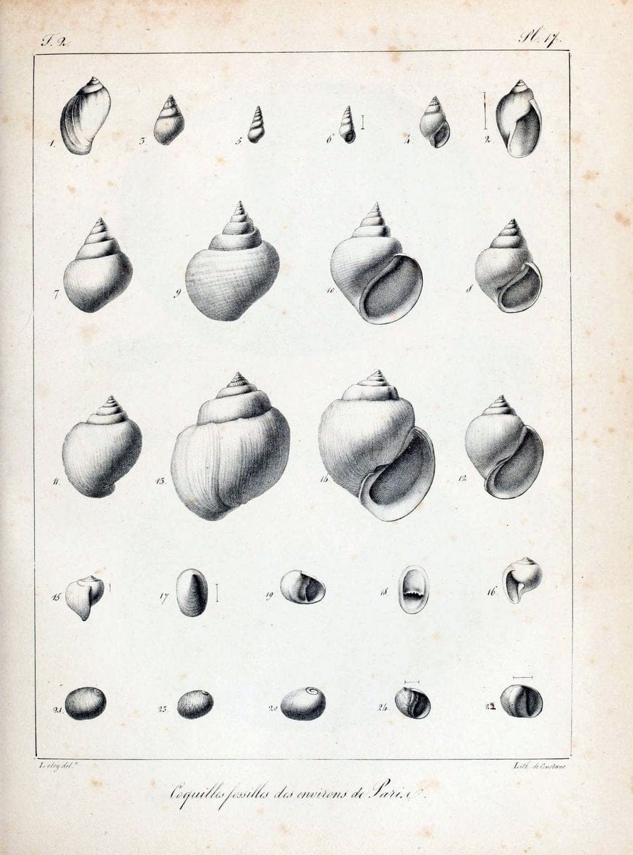 Description des coquilles fossiles des environs de Paris/.Paris:L'auteur, chez Bechet jeune [etc.]1824-[1837]. |  | Vintage Print Reproduction 467988
