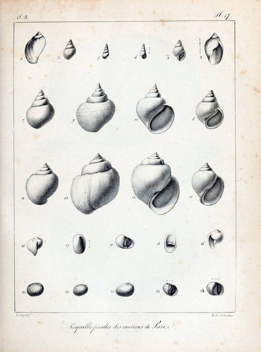 Description des coquilles fossiles des environs de Paris/.Paris:L'auteur, chez Bechet jeune [etc.]1824-[1837]. |  | Vintage Print Reproduction 467988