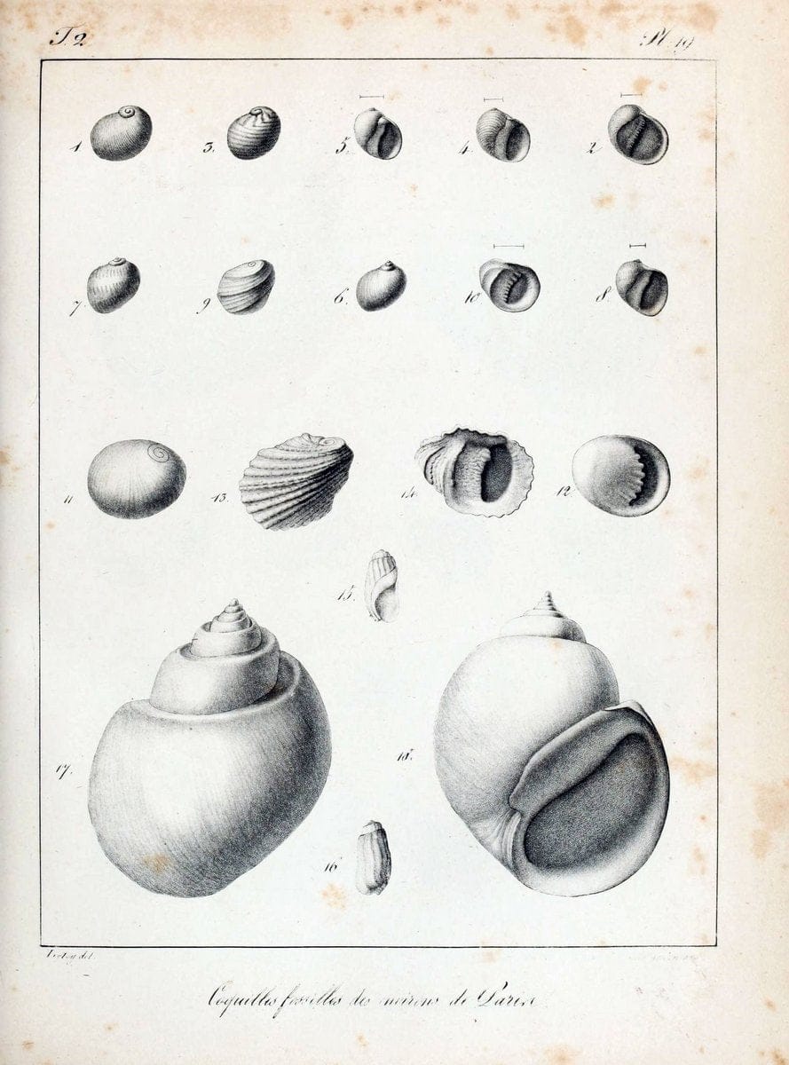 Description des coquilles fossiles des environs de Paris/.Paris:L'auteur, chez Bechet jeune [etc.]1824-[1837]. |  | Vintage Print Reproduction 467990
