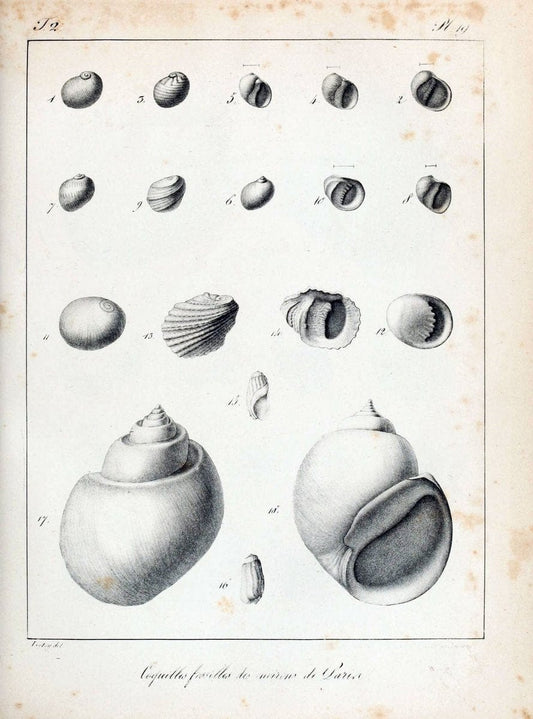 Description des coquilles fossiles des environs de Paris/.Paris:L'auteur, chez Bechet jeune [etc.]1824-[1837]. |  | Vintage Print Reproduction 467990