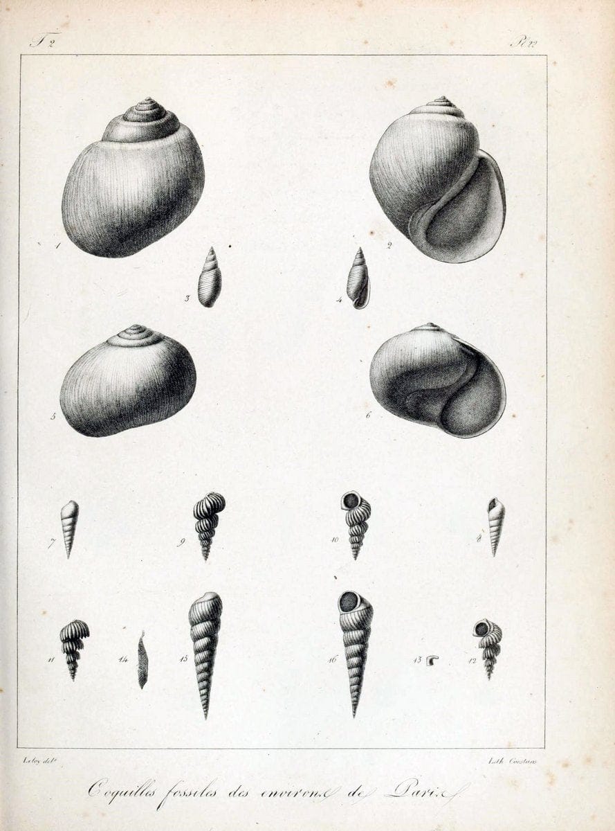 Description des coquilles fossiles des environs de Paris/.Paris:L'auteur, chez Bechet jeune [etc.]1824-[1837]. |  | Vintage Print Reproduction 467993