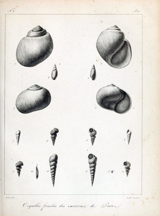 Description des coquilles fossiles des environs de Paris/.Paris:L'auteur, chez Bechet jeune [etc.]1824-[1837]. |  | Vintage Print Reproduction 467993