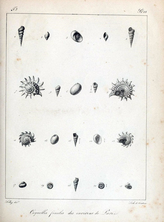 Description des coquilles fossiles des environs de Paris/.Paris:L'auteur, chez Bechet jeune [etc.]1824-[1837]. |  | Vintage Print Reproduction 467994