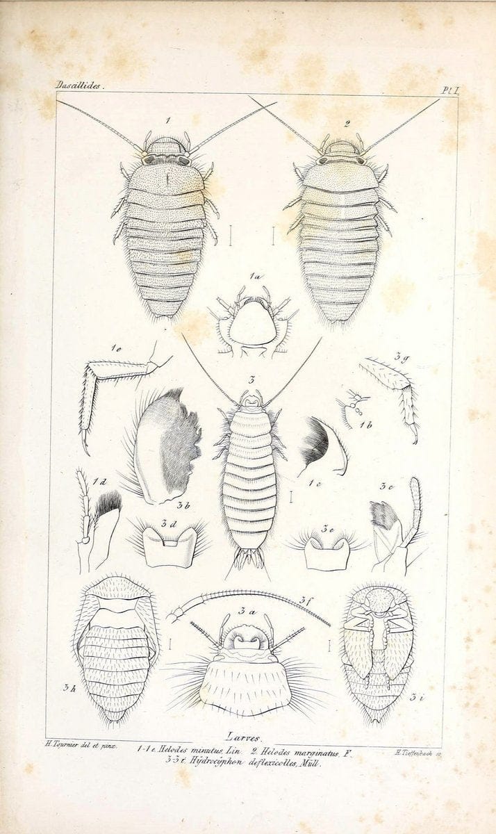 Description des Dascillides du Bassin du LeÃŒÂman /.Bale ;Georg ;1868. | Beetles Europe "Geneva, Lake, Watershed (Switzerland and France)" "Lake Geneva Watershed"  | Vintage Print Reproduction 467995