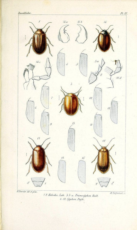 Description des Dascillides du Bassin du LeÃŒÂman /.Bale ;Georg ;1868. | Beetles Europe "Geneva, Lake, Watershed (Switzerland and France)" "Lake Geneva Watershed"  | Vintage Print Reproduction 467997