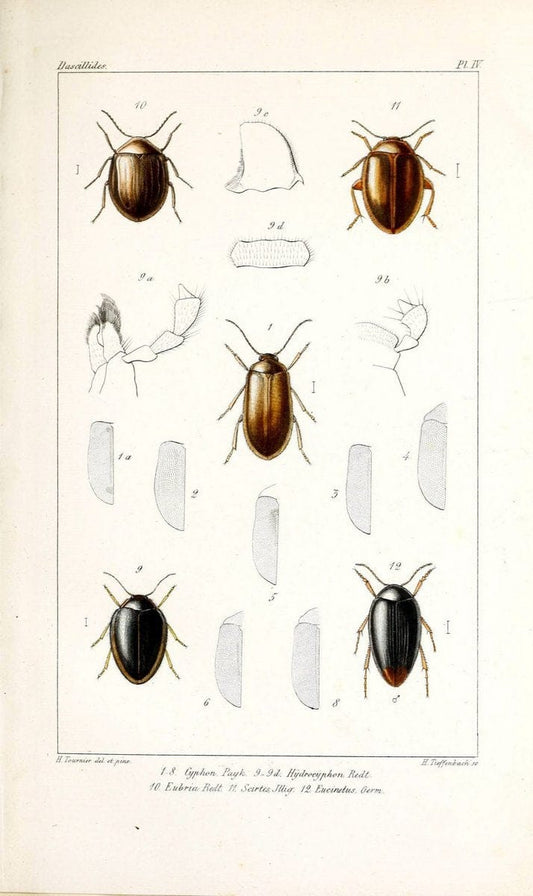 Description des Dascillides du Bassin du LeÃŒÂman /.Bale ;Georg ;1868. | Beetles Europe "Geneva, Lake, Watershed (Switzerland and France)" "Lake Geneva Watershed"  | Vintage Print Reproduction 467998