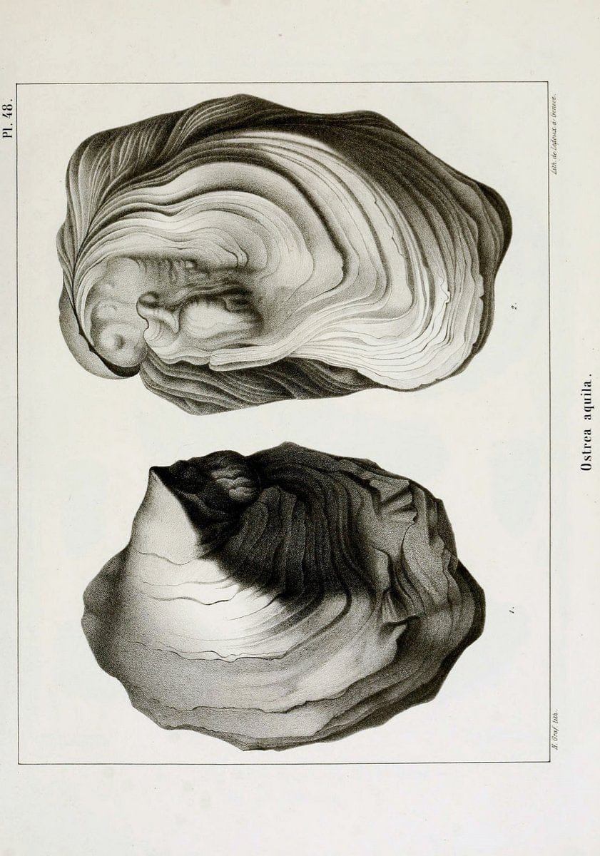 Description des mollusques fossiles qui se trouvent dans les grÃ¨s verts des environs de GenÃ¨ve /.GenÃ¨ve :impr. de Jules-Guillaume Fick,1847-1853.. |  | Vintage Print Reproduction 467999