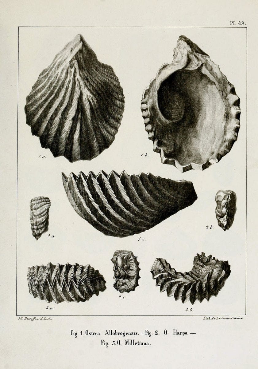 Description des mollusques fossiles qui se trouvent dans les grÃ¨s verts des environs de GenÃ¨ve /.GenÃ¨ve :impr. de Jules-Guillaume Fick,1847-1853.. |  | Vintage Print Reproduction 468000