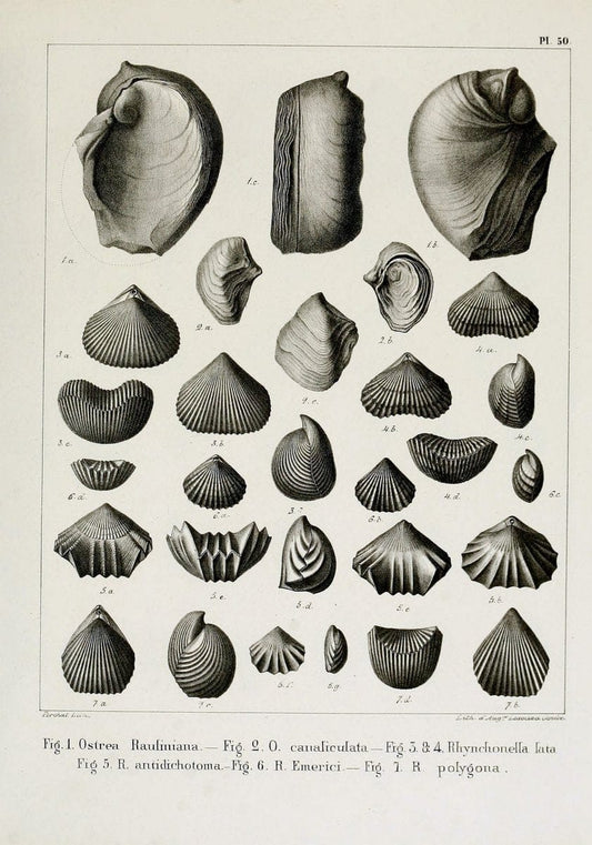 Description des mollusques fossiles qui se trouvent dans les grÃ¨s verts des environs de GenÃ¨ve /.GenÃ¨ve :impr. de Jules-Guillaume Fick,1847-1853.. |  | Vintage Print Reproduction 468001