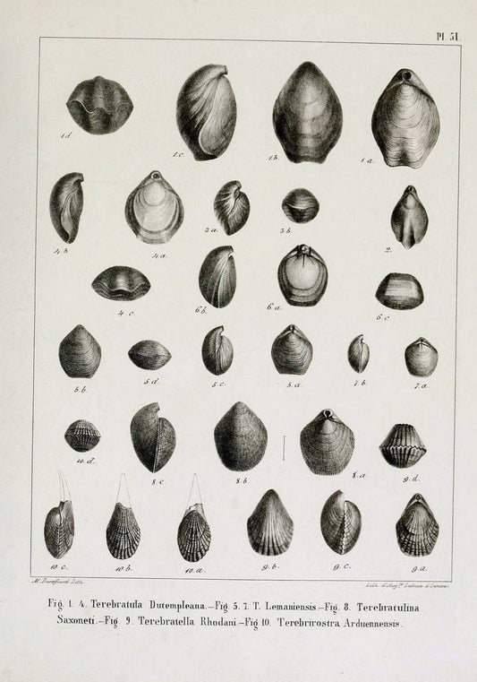Description des mollusques fossiles qui se trouvent dans les grÃ¨s verts des environs de GenÃ¨ve /.GenÃ¨ve :impr. de Jules-Guillaume Fick,1847-1853.. |  | Vintage Print Reproduction 468002
