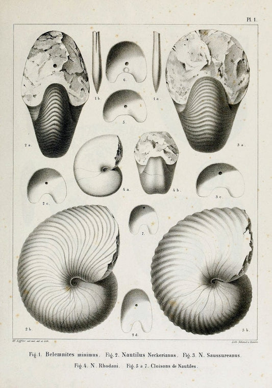 Description des mollusques fossiles qui se trouvent dans les grÃ¨s verts des environs de GenÃ¨ve /.GenÃ¨ve :impr. de Jules-Guillaume Fick,1847-1853.. |  | Vintage Print Reproduction 468003