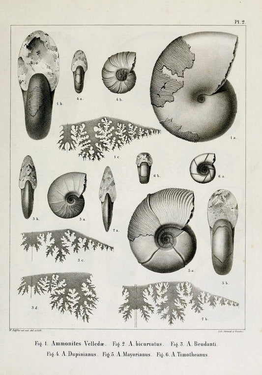 Description des mollusques fossiles qui se trouvent dans les grÃ¨s verts des environs de GenÃ¨ve /.GenÃ¨ve :impr. de Jules-Guillaume Fick,1847-1853.. |  | Vintage Print Reproduction 468004