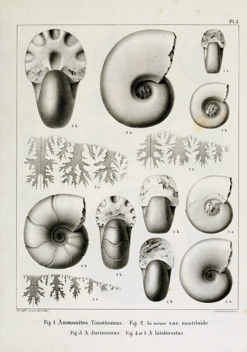 Description des mollusques fossiles qui se trouvent dans les grÃ¨s verts des environs de GenÃ¨ve /.GenÃ¨ve :impr. de Jules-Guillaume Fick,1847-1853.. |  | Vintage Print Reproduction 468005