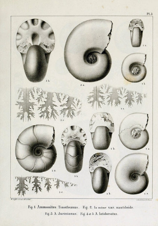 Description des mollusques fossiles qui se trouvent dans les grÃ¨s verts des environs de GenÃ¨ve /.GenÃ¨ve :impr. de Jules-Guillaume Fick,1847-1853.. |  | Vintage Print Reproduction 468005