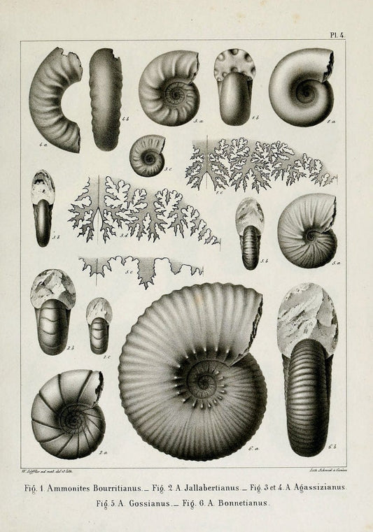 Description des mollusques fossiles qui se trouvent dans les grÃ¨s verts des environs de GenÃ¨ve /.GenÃ¨ve :impr. de Jules-Guillaume Fick,1847-1853.. |  | Vintage Print Reproduction 468006