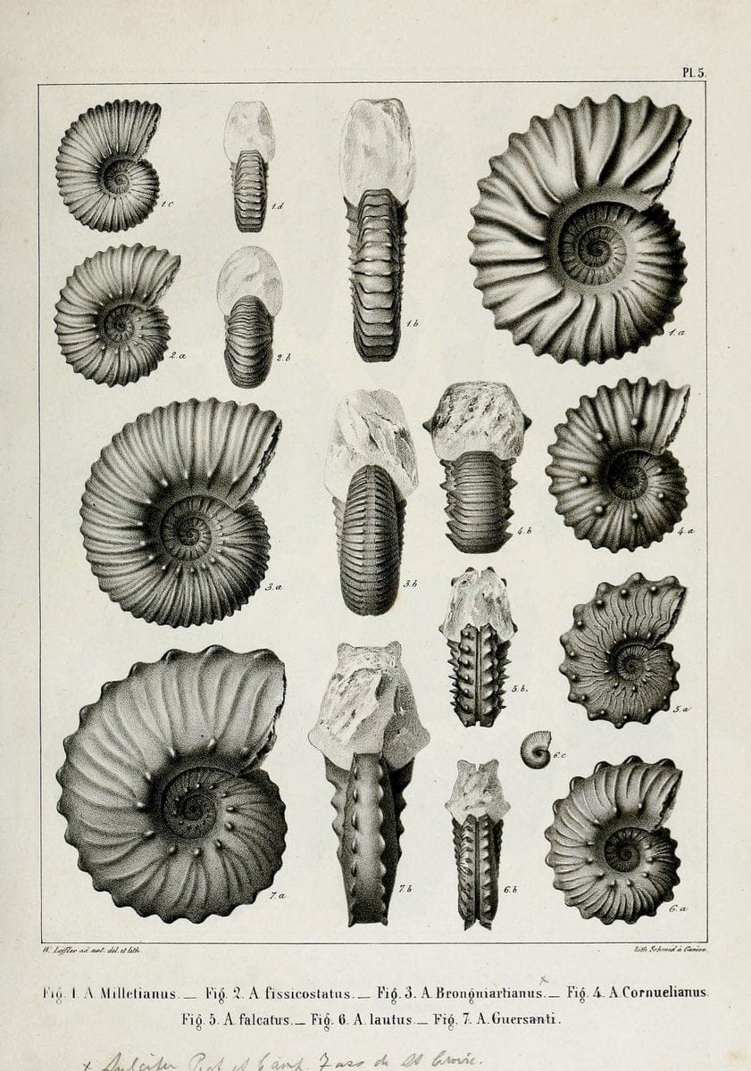 Description des mollusques fossiles qui se trouvent dans les grÃ¨s verts des environs de GenÃ¨ve /.GenÃ¨ve :impr. de Jules-Guillaume Fick,1847-1853.. |  | Vintage Print Reproduction 468007