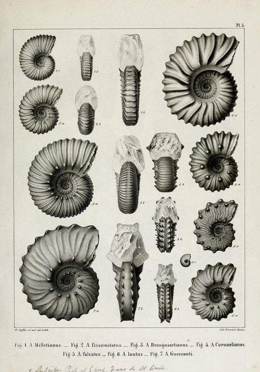 Description des mollusques fossiles qui se trouvent dans les grÃ¨s verts des environs de GenÃ¨ve /.GenÃ¨ve :impr. de Jules-Guillaume Fick,1847-1853.. |  | Vintage Print Reproduction 468007