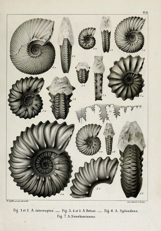 Description des mollusques fossiles qui se trouvent dans les grÃ¨s verts des environs de GenÃ¨ve /.GenÃ¨ve :impr. de Jules-Guillaume Fick,1847-1853.. |  | Vintage Print Reproduction 468008