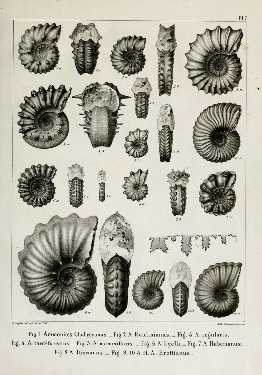 Description des mollusques fossiles qui se trouvent dans les grÃ¨s verts des environs de GenÃ¨ve /.GenÃ¨ve :impr. de Jules-Guillaume Fick,1847-1853.. |  | Vintage Print Reproduction 468009