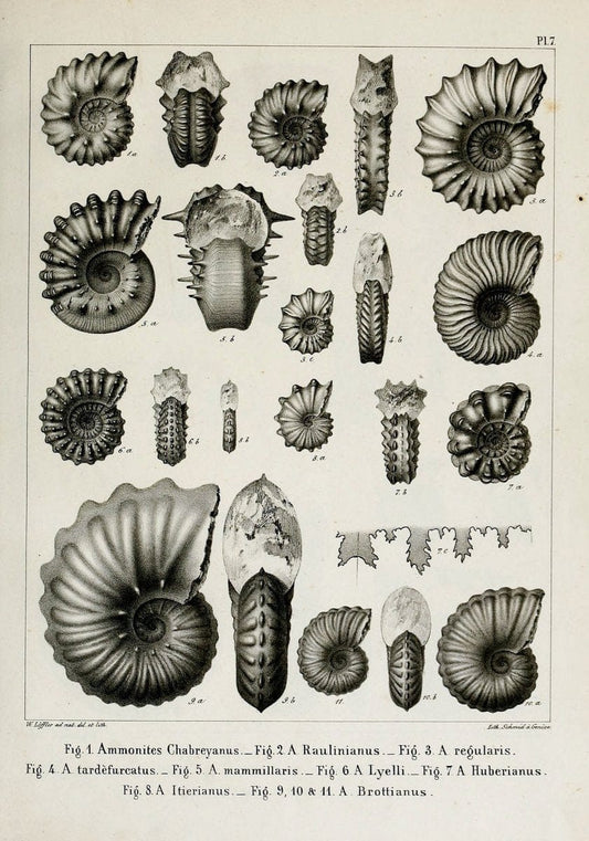 Description des mollusques fossiles qui se trouvent dans les grÃ¨s verts des environs de GenÃ¨ve /.GenÃ¨ve :impr. de Jules-Guillaume Fick,1847-1853.. |  | Vintage Print Reproduction 468009