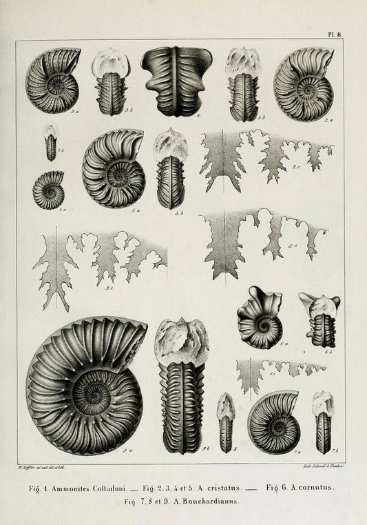 Description des mollusques fossiles qui se trouvent dans les grÃ¨s verts des environs de GenÃ¨ve /.GenÃ¨ve :impr. de Jules-Guillaume Fick,1847-1853.. |  | Vintage Print Reproduction 468010