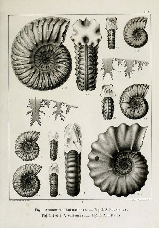 Description des mollusques fossiles qui se trouvent dans les grÃ¨s verts des environs de GenÃ¨ve /.GenÃ¨ve :impr. de Jules-Guillaume Fick,1847-1853.. |  | Vintage Print Reproduction 468011