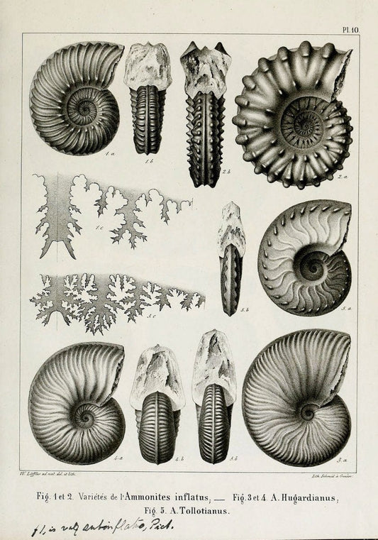 Description des mollusques fossiles qui se trouvent dans les grÃ¨s verts des environs de GenÃ¨ve /.GenÃ¨ve :impr. de Jules-Guillaume Fick,1847-1853.. |  | Vintage Print Reproduction 468012